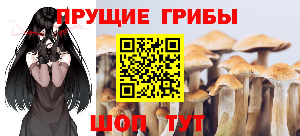 Псилоцибиновые грибы GOLDEN TEACHER Отрадный